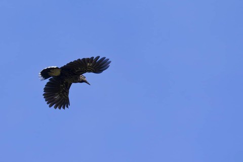 Spotted nutcracker, Eurasian nutcracker (Nucifraga caryocatactes) in flight in the Alps