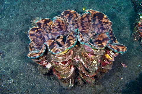 Giant clam, killer clam (Tridacna squamosa) with distinctive structure on sandy seabed, dive site