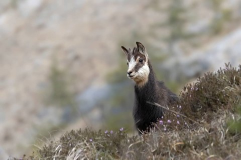Chamois (Rupicapra rupicapra) fawn, young animal, Austria, Upper Austria, dead mountains, Europe