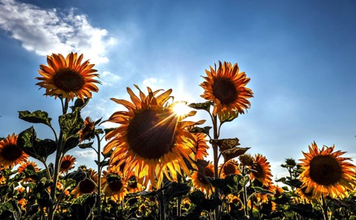 Sunflowers in a field, Mallnow