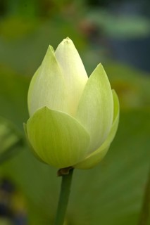 Lotus (Nelumbo), Botanical Garden, Erlangen, Middle Franconia, Bavaria, Germany, Europe