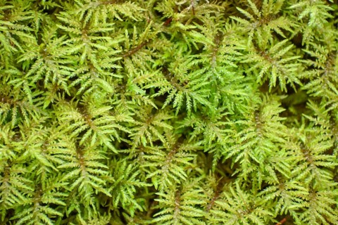Stairstep moss (Hylocomium splendens) top view as nature background, Bavaria, Germany, Europe