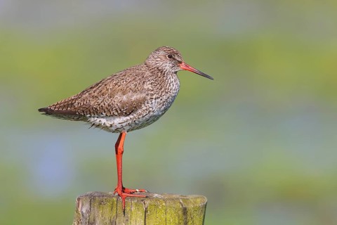 Common redshank (Tringa totanus) standing on a pasture fence, snipe bird, spring, wildlife, Hüde,