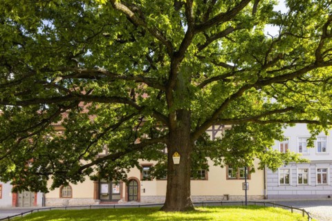 Fountain and peace oak at the Oberkirche, Arnstadt, Thuringia, Germany, Europe