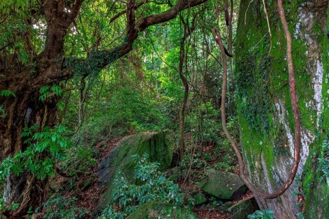 Crossing the interior of the dense Brazilian rainforest, Rio de Janeiro, Brazil, South America