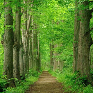 Forest path with old tall lime trees, Linden-Allee near Zarrentin, Schaalsee Biosphere Reserve,