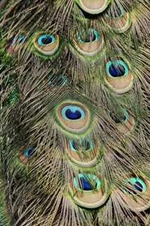 Indian peafowl (Pavo cristatus), ornamental feathers from male peacock, North Rhine-Westphalia,