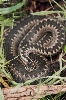 Common european viper (Vipera berus), North Rhine-Westphalia, Germany, Europe