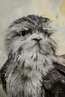 Tawny frogmouth (Podargus strigoides), portrait, captive, occurrence in Australia