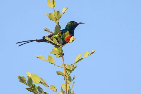 Fairy Sunbird, (Cinnyris pulchellus), family of sunbirds, Farasutu area, Farasutu, South Bank,