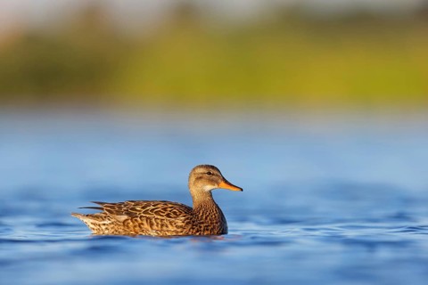 Gadwall, (Anas strepera), Mareca strepera, Wagbachniederung, Villafranca de los Caballeros,