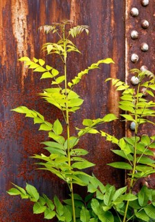 Green plant in front of rusty steel, industrial nature in the disused Hansa coking plant, Dortmumd,