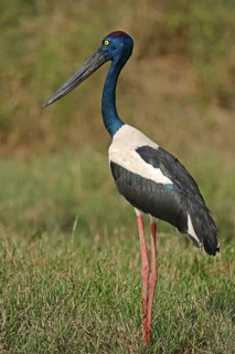 Black-necked stork (Ephippiorhynchus asiaticus), female, Keoladeo Ghana National Park, Rajasthan,