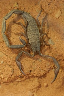 Slit scorpion or thin-tailed scorpion (Hadogenes spec.), captive, occurring in Africa