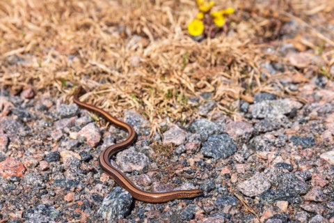 Slow worm (Anguis fragilis) on the ground a sunny spring day