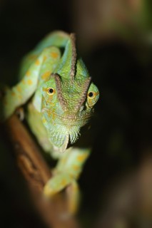 Veiled chameleon (Chamaeleo calyptratus), female, captive, occurring in the Arabian Peninsula