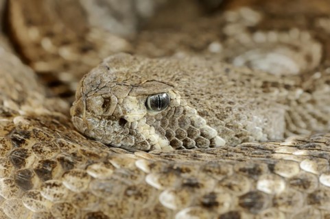 Texas rattlesnake or western diamondback rattlesnake (Crotalus atrox), captive, occurring in North