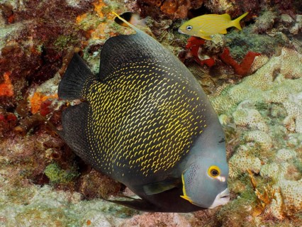 Large, dark grey tropical fish with yellow spots, French angelfish (Pomacanthus paru), swimming