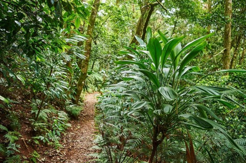 Landscape of a little walking path going through the rainforest in spring, Lamington National Park,