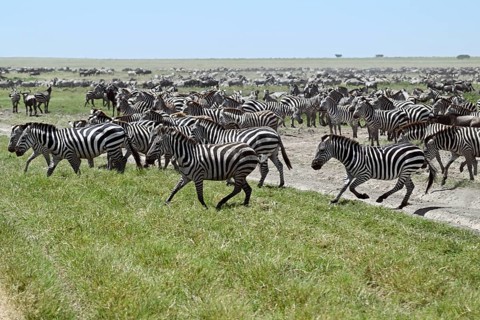 Large group of zebras (Equus burchelli) with blue wildebeests (Connochaetes taurinus), Serengeti