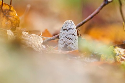 Magpie mushroom (Coprinopsis picacea) growing in a forest in autmn, Bavaria, Germany, Europe