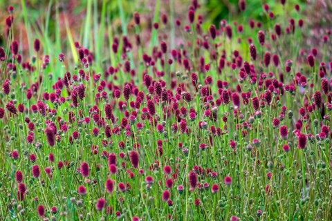 Great burnet (Sanguisorba officinalis), North Rhine-Westphalia, Germany, Europe