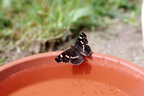 Map butterfly (Araschnia levana), butterfly, summer generation, birdbath, thirst, The land carat