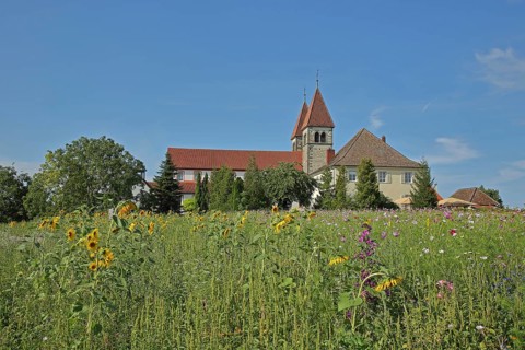 UNESCO Carolingian St Peter and Paul Church, sunflowers, flower field, flower meadow, Niederzell,