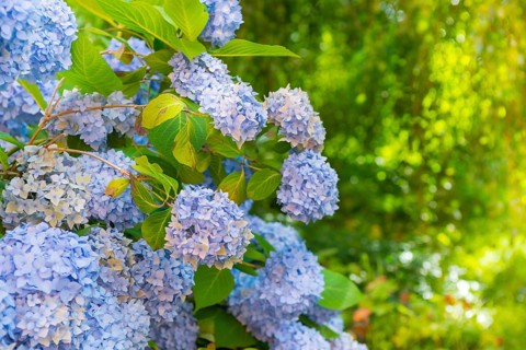Bigleaf hydrangea (Hydrangea macrophylla), also garden hydrangea, flowering hydrangea, blue and