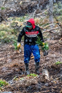 Reforestation in the Arnsberg Forest near Warstein-Sichtigvor, Soest district, forestry workers