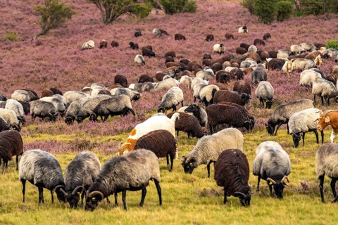 Heidschnucken herd, in the Lüneburg Heath, near Niederhaverbeck, heather blossom of the broom