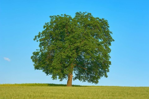 A single walnut tree (Juglans regia), standing in a cornfield, under a clear blue sky, summer,