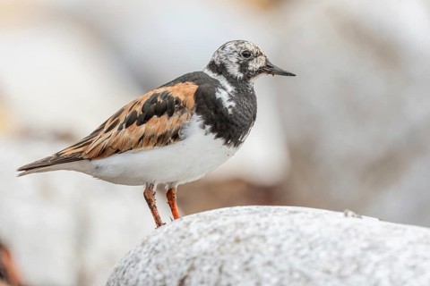 Ruddy Turnstone (Arenaria interpres) searching for food on the Atlantic coast. Ouessant, Finistere,