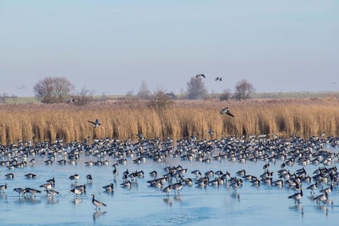 White-fronted Geese, Barnacle Geese (Branta leucopsis), NABU Bird Observation Centre, Krummhörn,