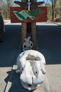 Hippo skull in Moremi Reserve, skull, animal skull, poacher, hunting, trophy, hunting trophy,