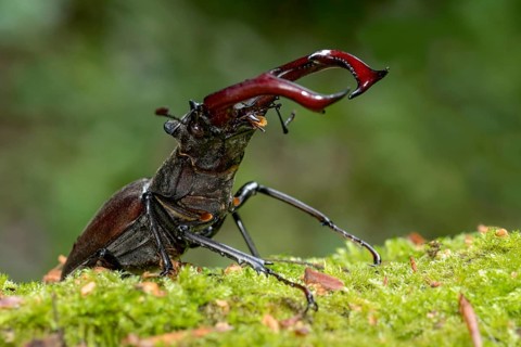 Stag beetle (Lucanus cervus), horned beetle, fire beetle, male with large mandibles, upper jaw,