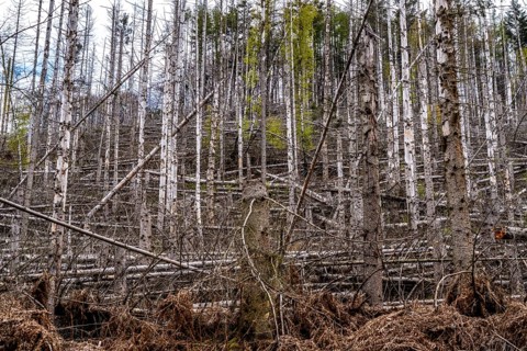 Dead spruce trees, broken by wind, lying in disarray, forest dieback in the Arnsberg Forest nature