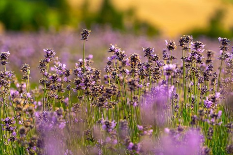 Lavender fields in East Westphalia Lippe, OWL, near the village of Fromhausen, near Detmold, the