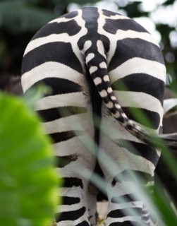 A bottom of the zebra in a zoo of Singapore