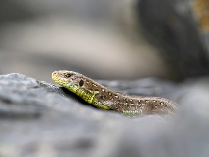 Sand lizard (Lacerta agilis), female on a stone, Wetzlar, Hesse, Germany, Europe