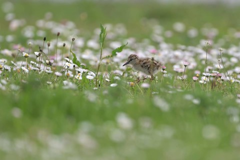 Common redshank (Tringa totanus), chicks in a flower meadow, Lower Rhine, North Rhine-Westphalia,