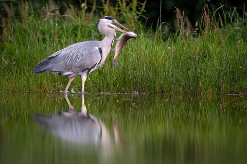 Grey heron (Ardea cinerea) with fish as prey, Aviemore, Scotland, Great Britain