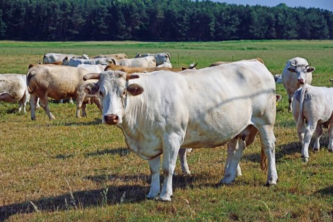 Europe, Germany, Mecklenburg-Western Pomerania, Dairy cows on the pasture near Göhren-Lebbin,