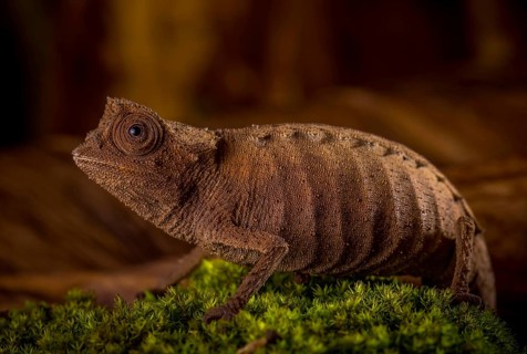 Earth chameleon of the genus Brookesia stumpffi in the rainforests of north-west Madagascar