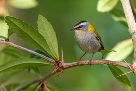 Goldcrest, Regulus ignicapillus, Luce, Mountain area, Luce, Styria, Slovenia, Europe
