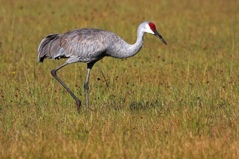 Sandhill crane (Grus canadensis), Venice Landfill, Venice, Florida, USA, North America
