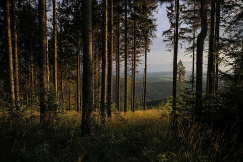 The morning sun shines into a coniferous forest near Ilmenau in the Thuringian Forest. Ilmenau, 26