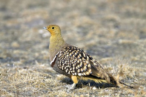 Nama flying fowl, (Pterocles namaqua) cock, Etosha NP, Namibia, Africa