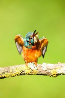 Common kingfisher (Alcedo atthis) sitting on a branch doing plumage care with autumncolours,