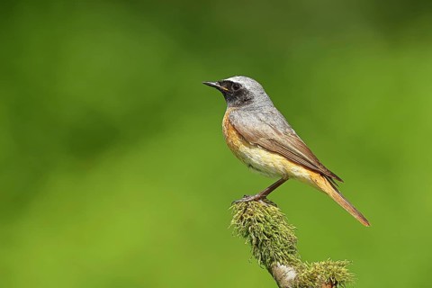 Redstart (Phoenicurus phoenicurus), Bird of the Year 2025, male on mossy branch, songbird,
